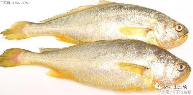 在舟山什么小海鱼适合烧汤,舟山宁波海鱼干货