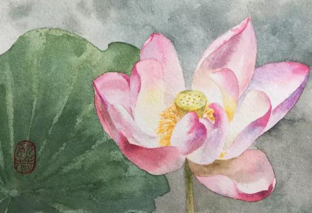 水彩夏天清新森系初学者荷花,水彩荷花画教程入门