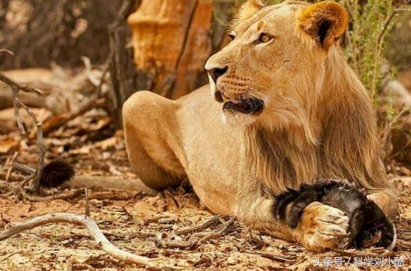 平头哥发怒起来很无敌,平头哥被激怒