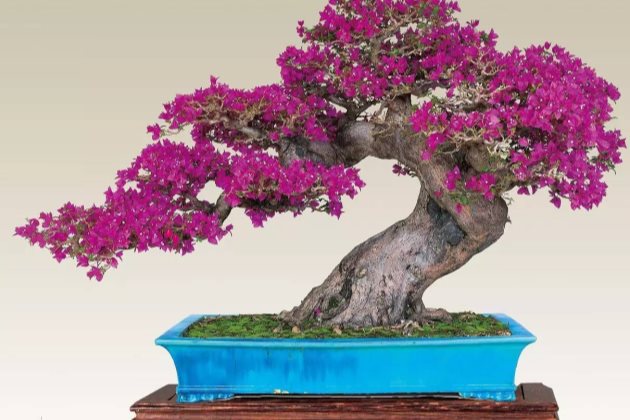 三角梅叶子卷起来怎么办,三角梅叶子变色卷曲褶皱