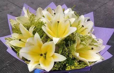 香水百合好养易活四季来开花,带花苞的香水百合怎么养