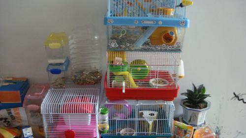 仓鼠可爱瞬间把人萌得要命,仓鼠萌到可以多可爱