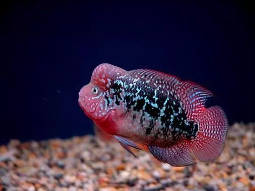 金花罗汉鱼饲养技巧,火凤罗汉鱼怎样饲养