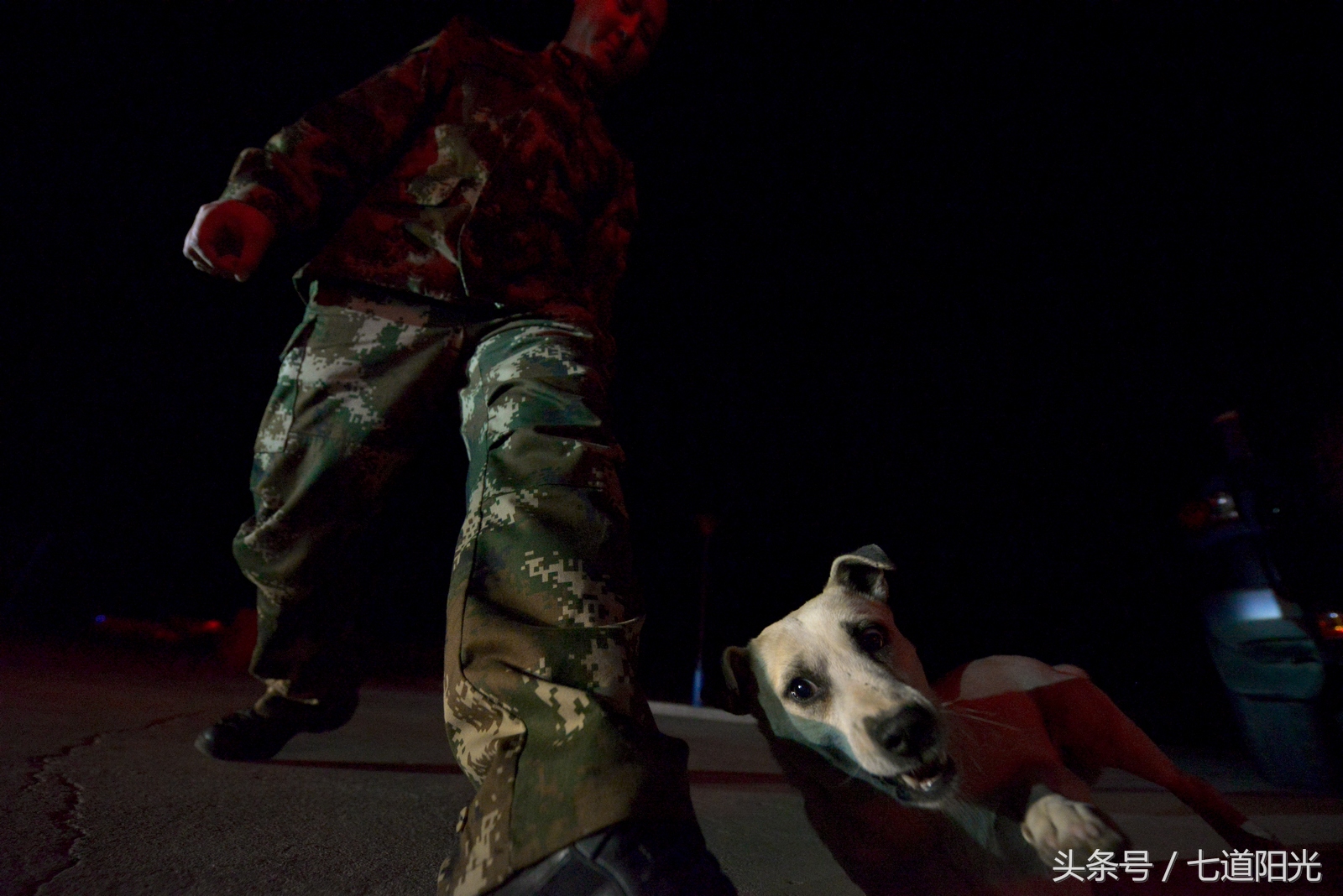 编外“战士”叫“熊猫”