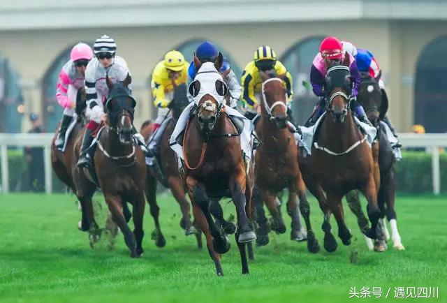 冠军归来｜中华骑师再战“成都迪拜国际杯温江迈丹赛马经典赛”