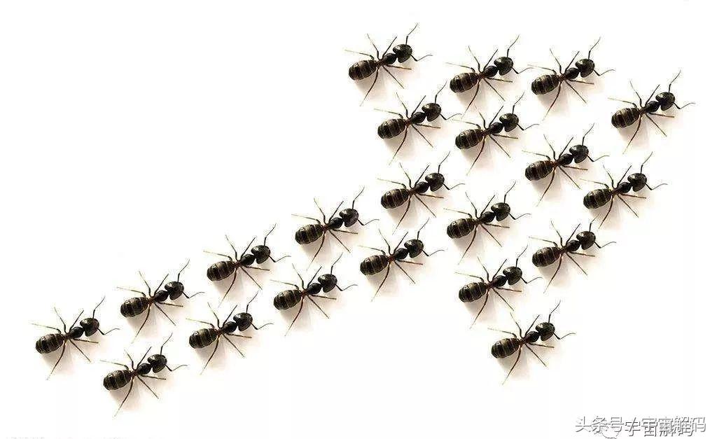 诺亚方舟之谜视频,揭秘蚂蚁的秘密完整视频
