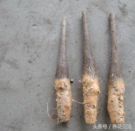 家里盆栽发财树叶子枯萎怎么养护,家里的发财树叶子枯萎怎么办