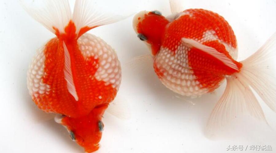 中国金鱼的寿命最长是多少年,中国金鱼文化发展史