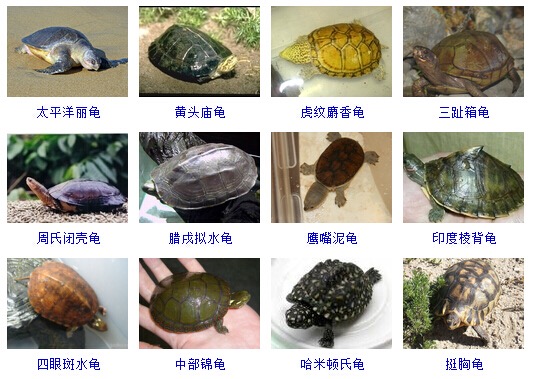 最完整的龟的种类图片大全,常见龟类品种大全图片及名称