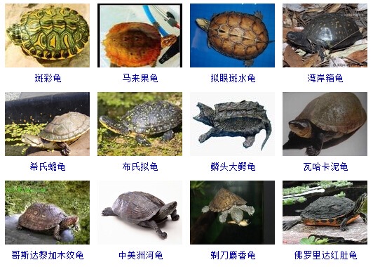 最完整的龟的种类图片大全,常见龟类品种大全图片及名称