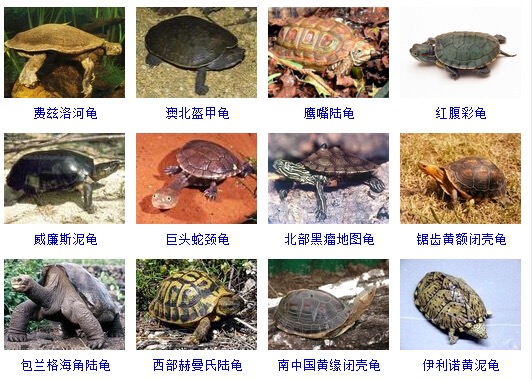 最完整的龟的种类图片大全,常见龟类品种大全图片及名称