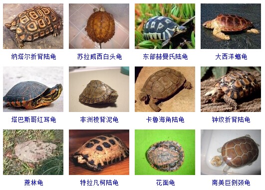 最完整的龟的种类图片大全,常见龟类品种大全图片及名称