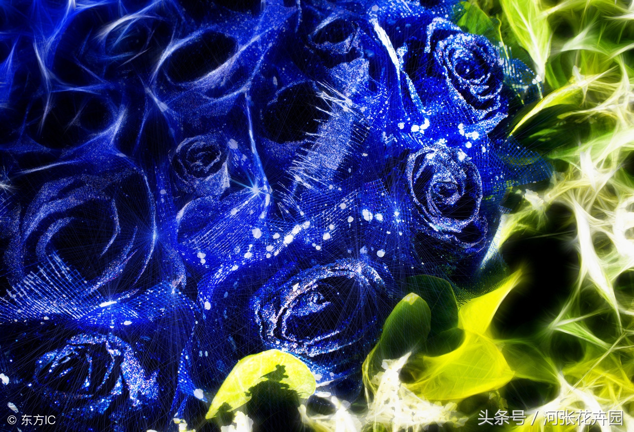 蓝玫瑰和红玫瑰有什么区别,蓝玫瑰蓝色妖姬的花语及含义解析