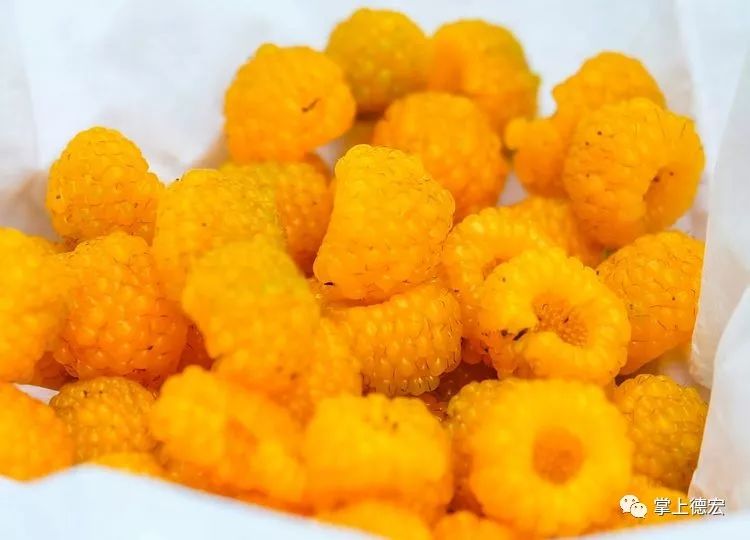 黄泡果熟了,云南特色黄泡