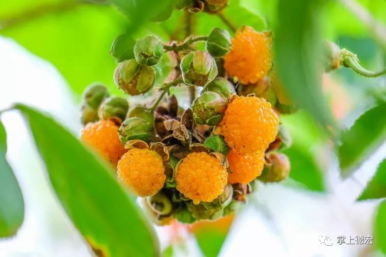 黄泡果熟了,云南特色黄泡