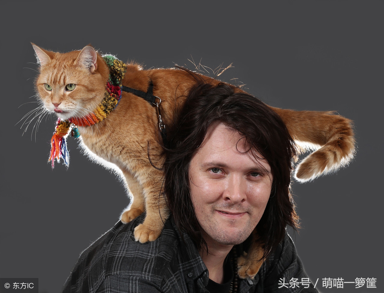 谁说养猫无用?这些网红猫用自己的收入啪啪打你的脸