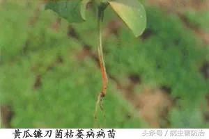 刚出苗就出现死苗怎么办,小麦枯萎发黄死苗怎么回事