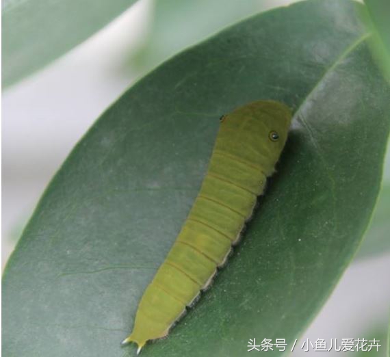 家庭养花常见虫害防治方法,家庭养花防治虫害方法有哪些