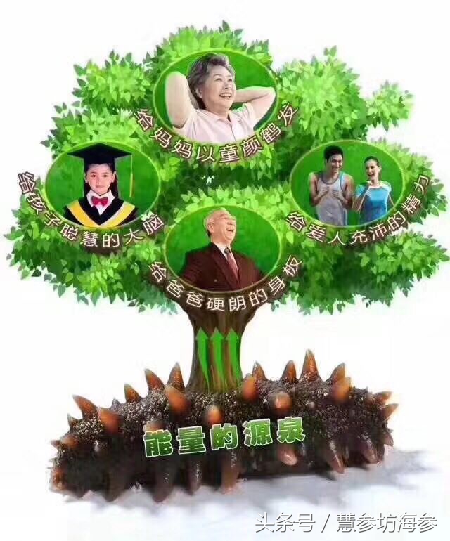 男性备孕吃海参好不好,备孕男性吃海参好不好