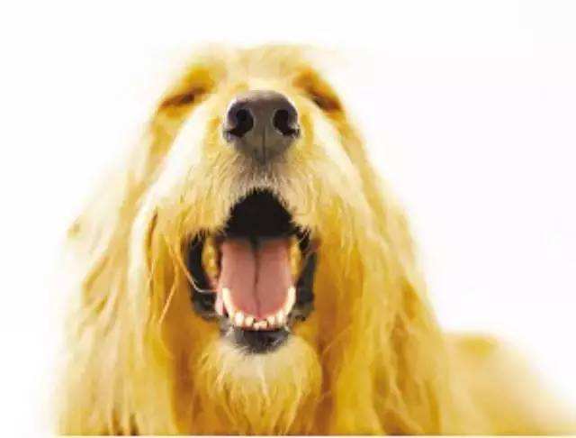 【宠物健康：涵姐说】狗狗牙齿以及常见问题简介