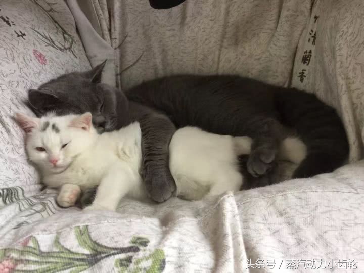 阴阳师最新抽卡建议,阴阳师玄学抽卡图