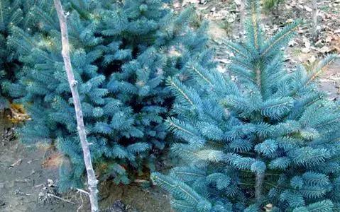 种植什么苗木最有潜力,现在什么苗木品种有潜力好