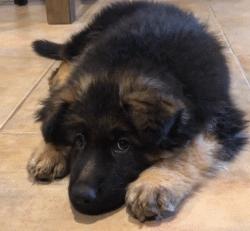 高加索牧羊犬小时候萌萌的,德国牧羊犬萌照