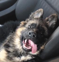 高加索牧羊犬小时候萌萌的,德国牧羊犬萌照