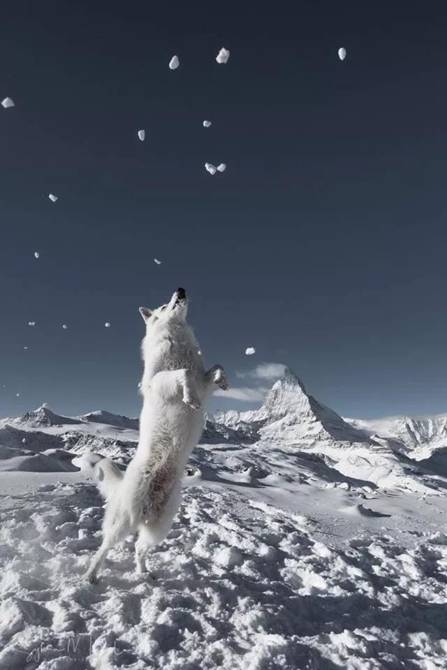 哈士奇是真的不听话吗,哈士奇到底能二到什么程度