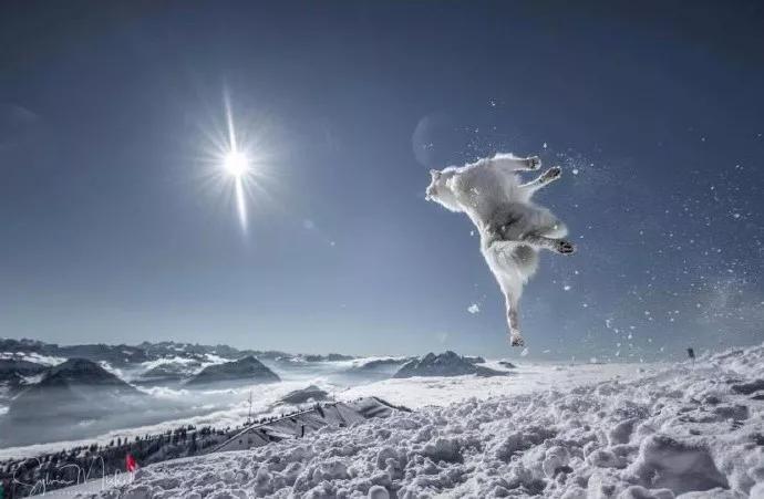 哈士奇是真的不听话吗,哈士奇到底能二到什么程度