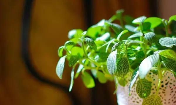 花卉栽不活怎么办,花卉枯萎怎么补救