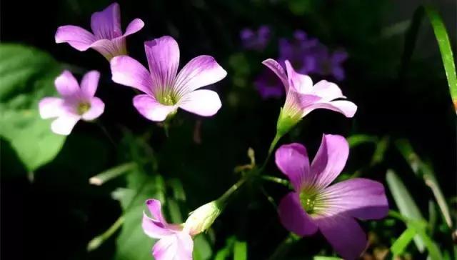 家里的花枯萎了怎么破解,家里的花干枯怎么办