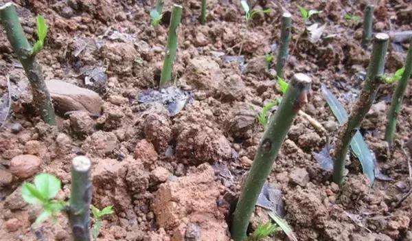 花卉栽不活怎么办,花卉枯萎怎么补救