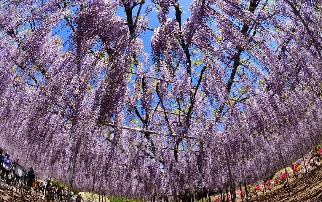 乐活旅行：错过了樱花，日本还有五处最美的紫藤花等着你！