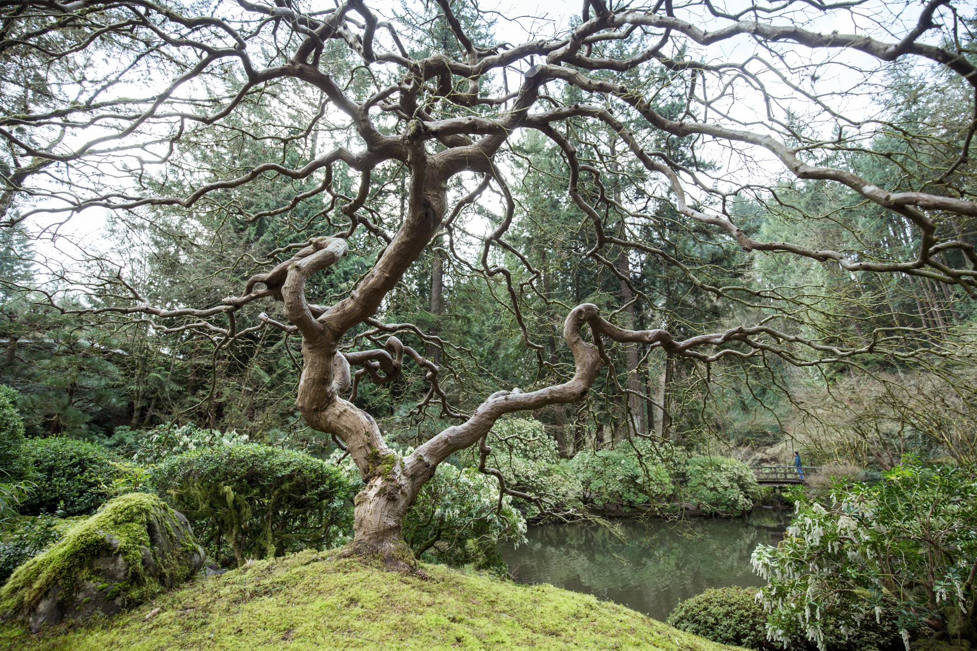 美国波特兰旅游休闲的自助导览 (西雅图和波特兰旅游攻略)