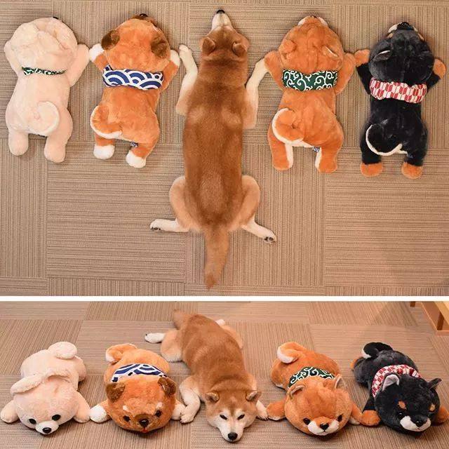 花式秀犬!主人为自家柴犬花重金买玩偶,摆拍秀“朋友圈”