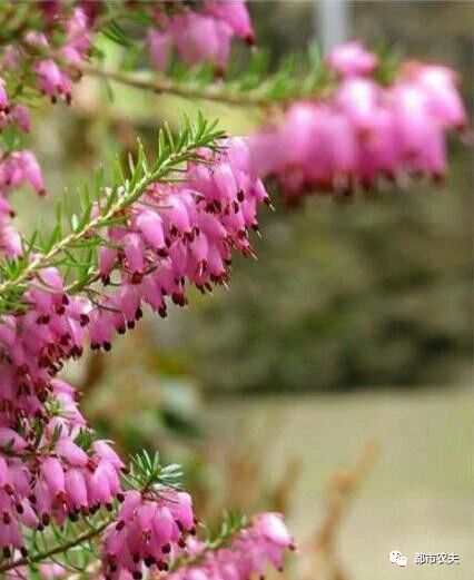 哪些国家的国花是牡丹,为什么中国的国花是牡丹