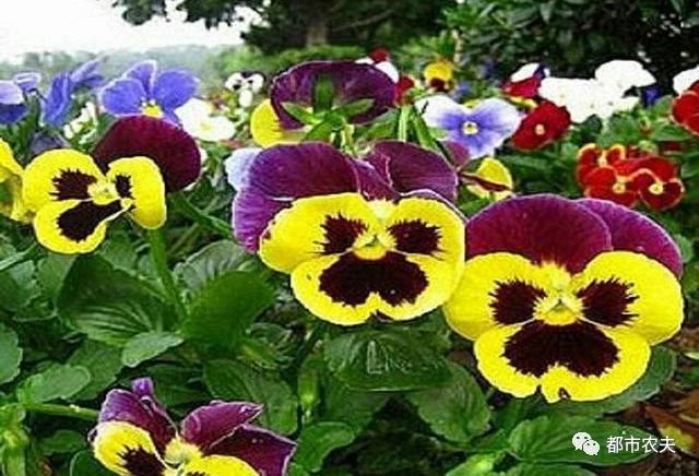 哪些国家的国花是牡丹,为什么中国的国花是牡丹