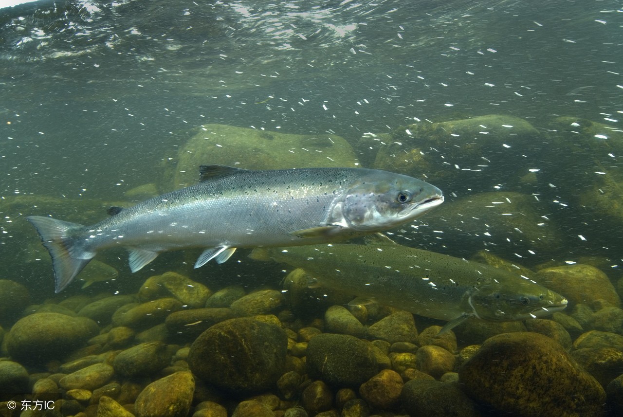 家长给幼童喂食活蝌蚪,幼童喂食活蝌蚪