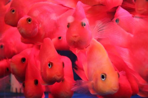 血鹦鹉的正确饲养方法,冷水血鹦鹉鱼饲养方法