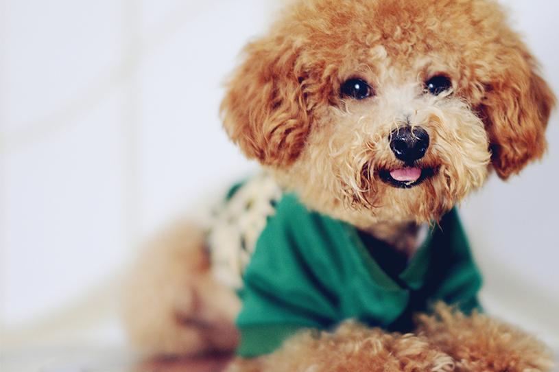 贵宾犬怎么养注意什么,养贵宾犬需要注意什么