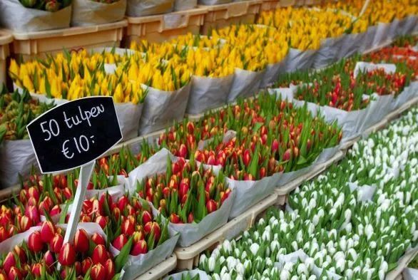 赌博、吸毒、嫖娼？带你重新认识荷兰这座“成人迪士尼”