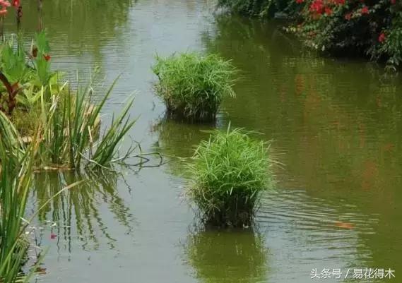 盆景富贵竹叶子发黄怎么救,水培棕竹叶片发黑干枯怎么解救