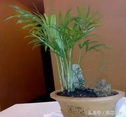 水棕竹,水棕竹如何繁殖