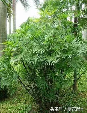 水棕竹,水棕竹如何繁殖