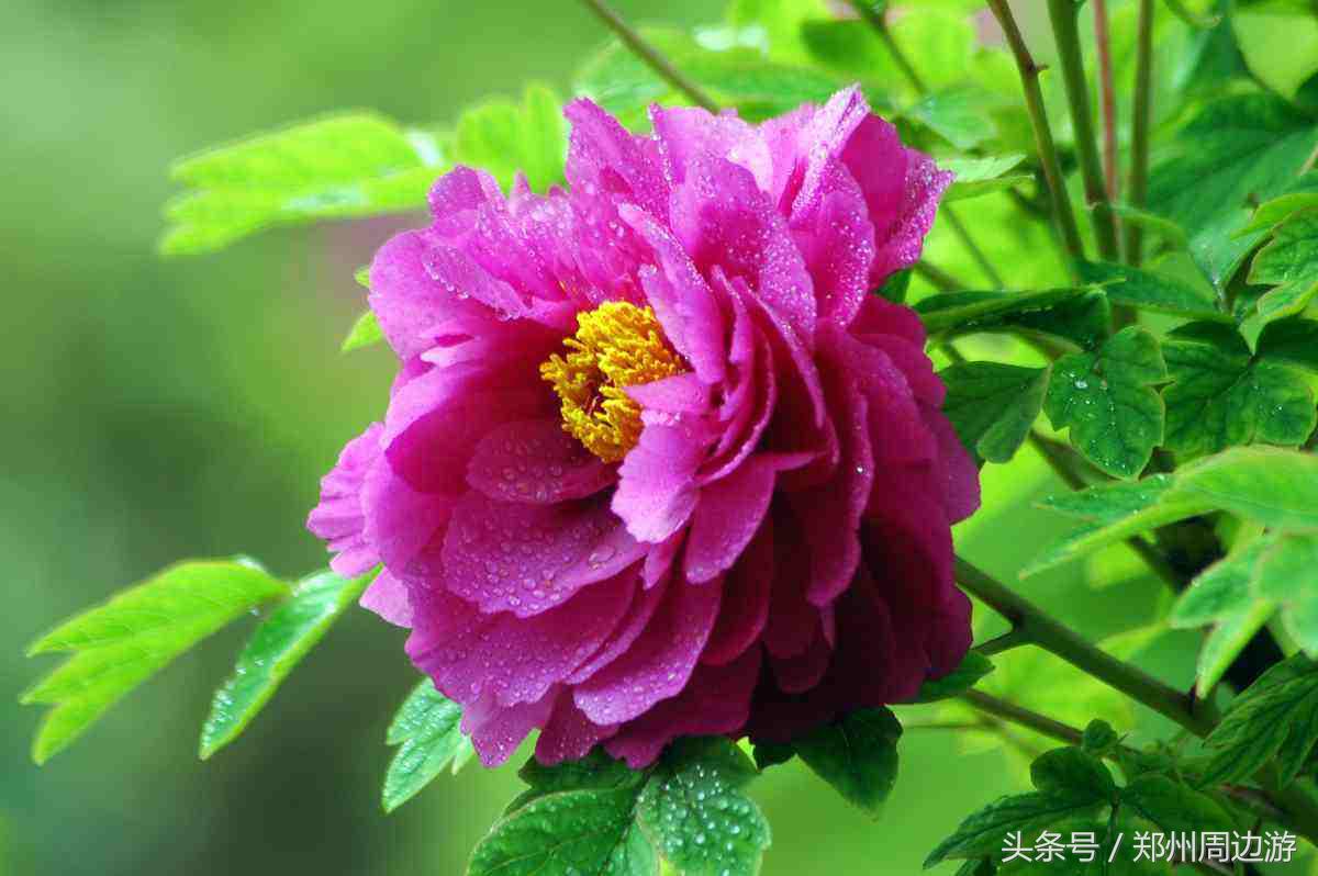 描写牡丹花的诗句开头,关于牡丹诗句和好词好句