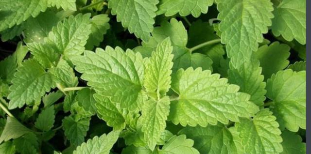 不堪入目，暗访喵届吸毒场所，竟……