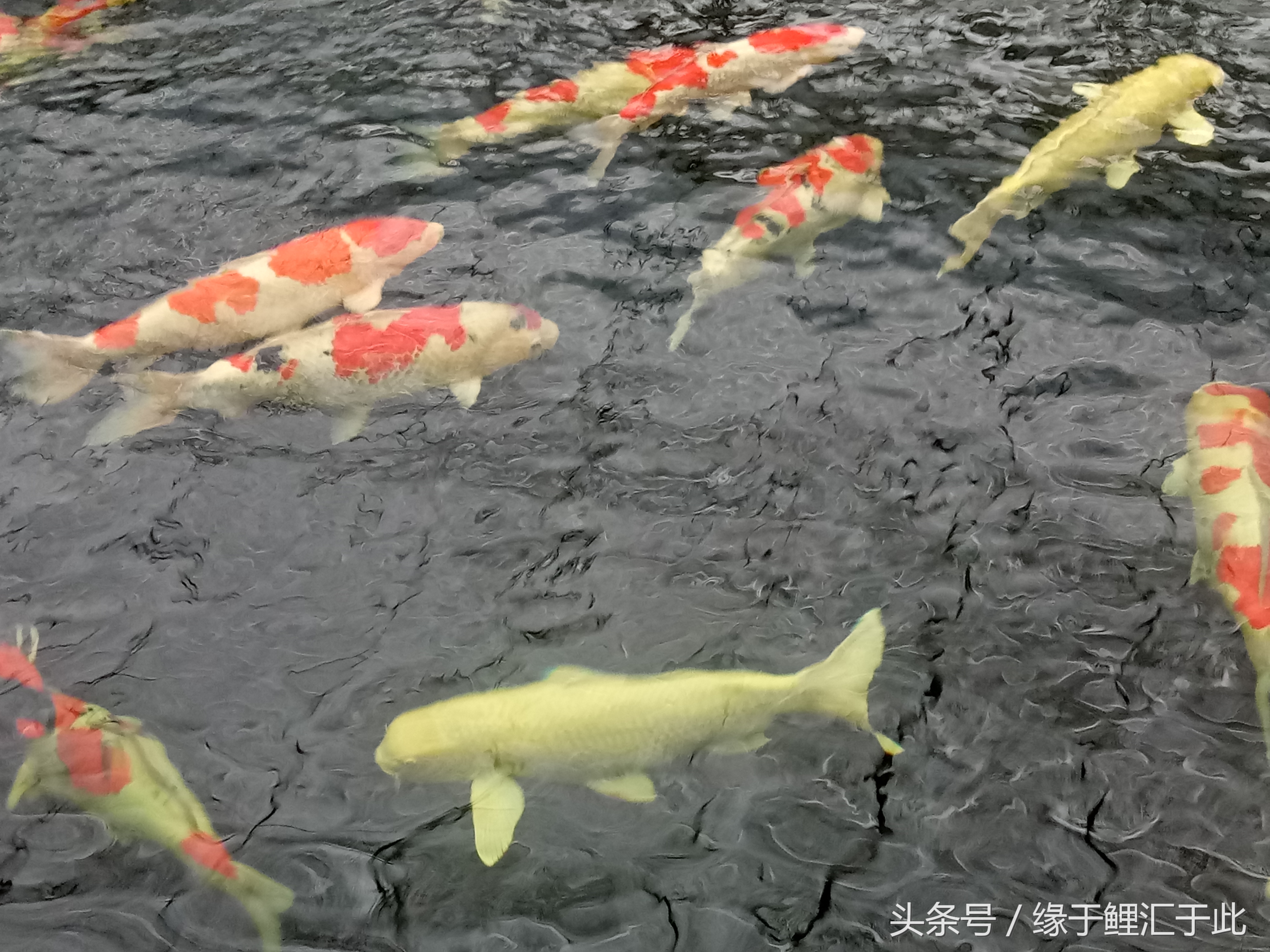 锦鲤吃青苔么,锦鲤吃绿藻吗