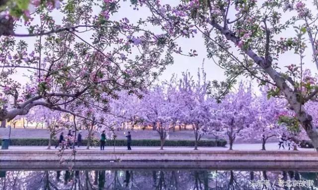 北京40个春游好去处!赏花、放风筝、爬山、烧烤……想怎么嗨都行!