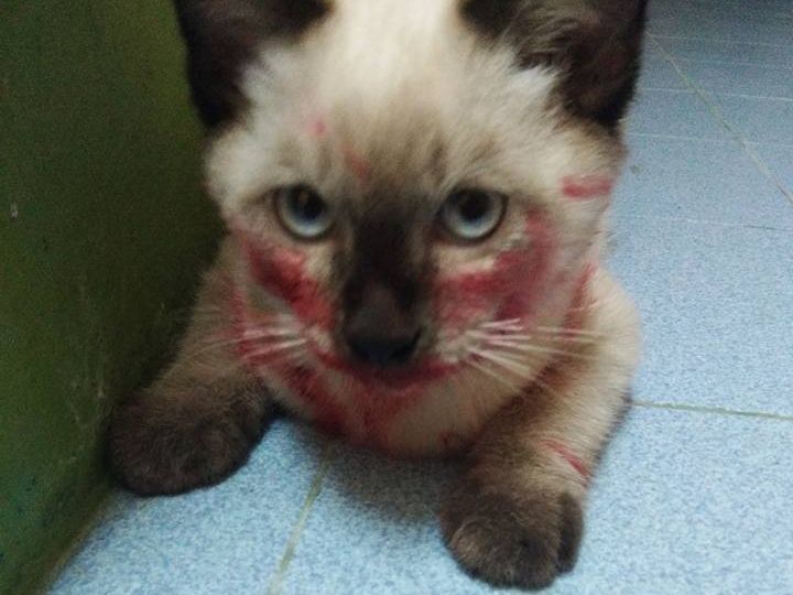 猫咪你这咬唇妆,真好看,能告诉我口红色号吗?